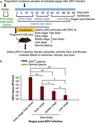 Transfusion-Transmitted Zika Virus Infection in Pregnant Mice Leads to Broad Tissue Tropism With Severe Placental Damage and Fetal Demise